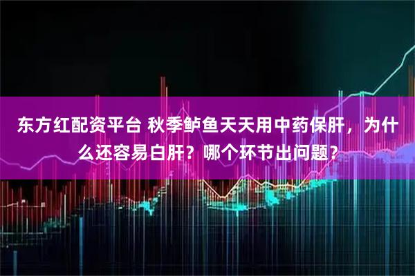 东方红配资平台 秋季鲈鱼天天用中药保肝，为什么还容易白肝？哪个环节出问题？
